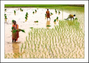 Agriculture of West Bengal